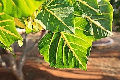 《黑神话：悟空》火出圈，揭秘游戏制作幕后前沿技术